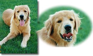 ���R�I�摜